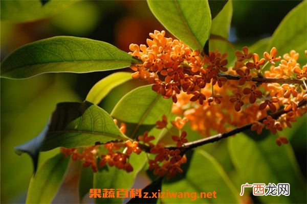 桂花果怎么吃 桂花果的食用方法