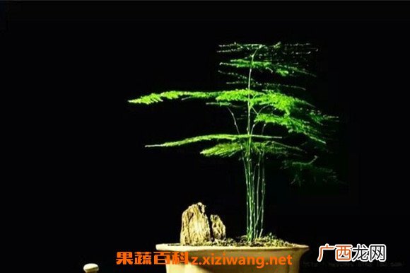 文竹的功效与作用 文竹怎么养