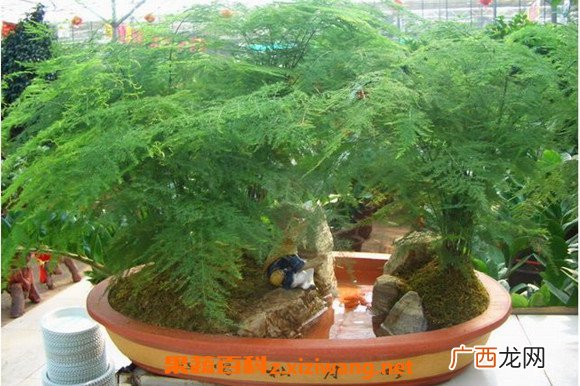 文竹的功效与作用 文竹怎么养