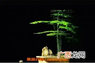 文竹的功效与作用 文竹怎么养