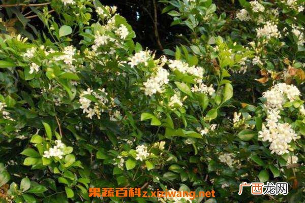 九里香的养殖方法 九里香的禁忌