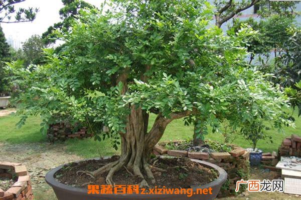 九里香的养殖方法 九里香的禁忌