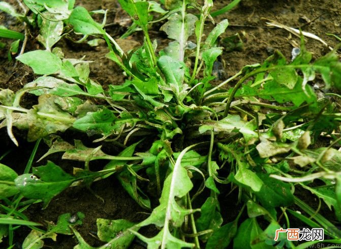 荠菜如何能保存时间长?刚挖回来的荠菜怎么保存?