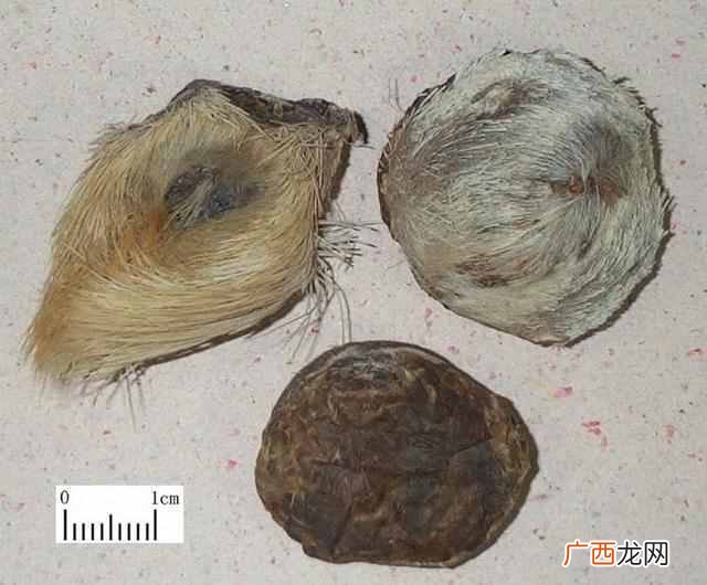麝香是动物身上哪个部位 麝香是什么东西