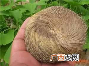 麝香是动物身上哪个部位 麝香是什么东西