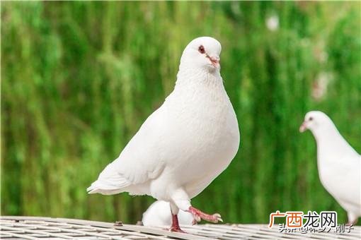 农村养殖业有什么好项目,适合穷人创业的项目