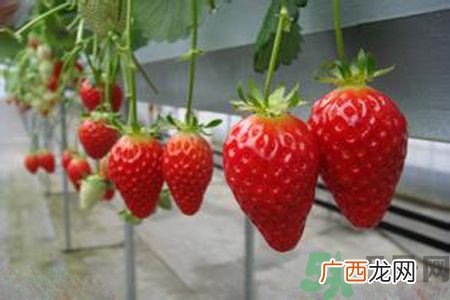糖尿病可以吃草莓吗？糖尿病吃草莓好吗？