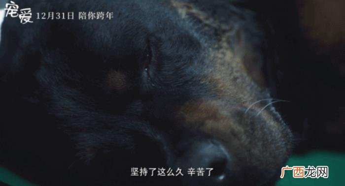 钟楚曦广州,却不及广州靓妹钟楚曦对狗狗的这一哭
