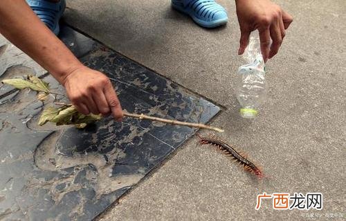 蜈蚣养殖最大的难点在哪里 人工养殖蜈蚣骗局
