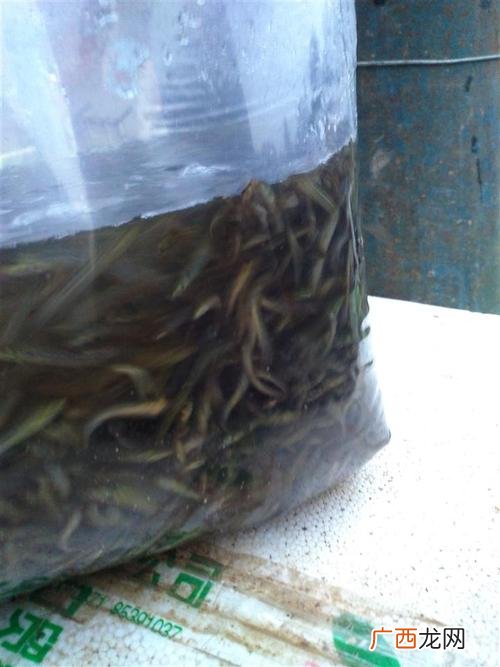 台湾泥鳅养殖技术及利润 如何养殖台湾泥鳅