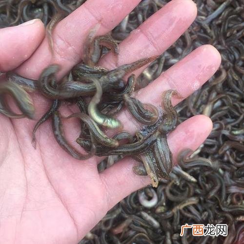 台湾泥鳅养殖技术及利润 如何养殖台湾泥鳅