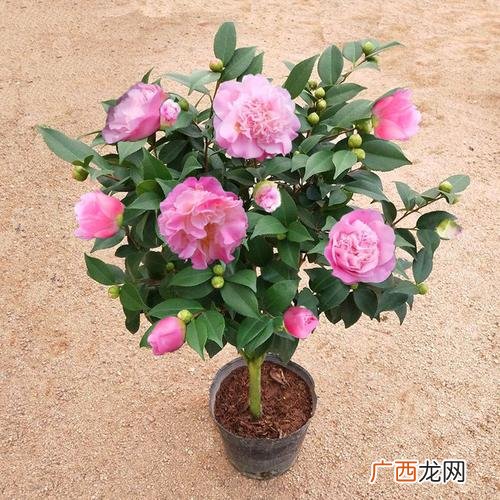 北方家庭养山茶花的养法 山茶花怎么养殖