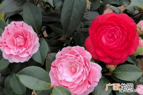北方家庭养山茶花的养法 山茶花怎么养殖