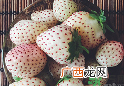 衣服沾上菠萝莓汁怎么清洗?菠萝莓污渍怎么去掉?