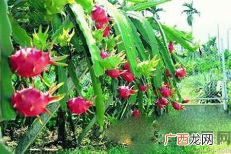 糖尿病可以吃火龙果吗？糖尿病吃火龙果好吗？