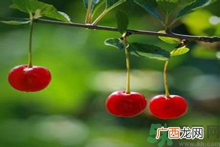 痛风可以吃樱桃吗？痛风吃樱桃好吗？