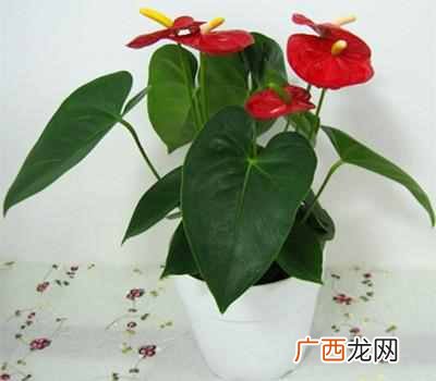 推荐几种家庭守护神 家里养什么花好风水好