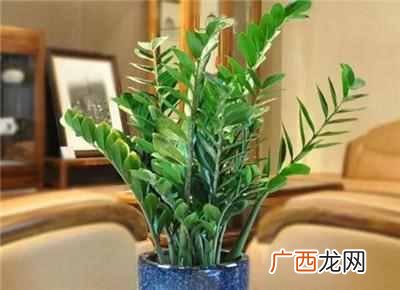 推荐几种家庭守护神 家里养什么花好风水好