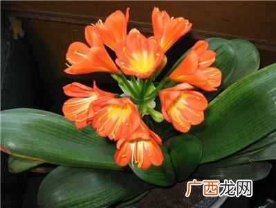 推荐几种家庭守护神 家里养什么花好风水好