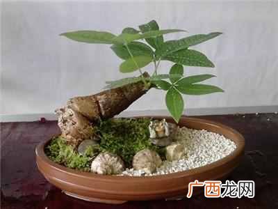 推荐几种家庭守护神 家里养什么花好风水好