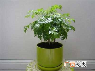 推荐几种家庭守护神 家里养什么花好风水好