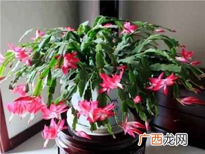 推荐几种家庭守护神 家里养什么花好风水好