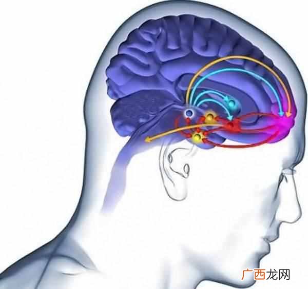 多巴胺的作用是什么 多巴胺是什么意思