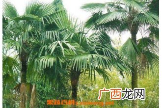 棕榈树如何养 棕榈树的养殖方法和注意事项