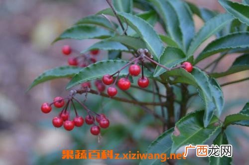 朱砂根的风水作用 朱砂根的药用价值