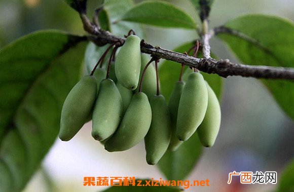 桂花果泡水的功效与作用 桂花果泡水的药用价值