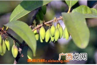 桂花果泡水的功效与作用 桂花果泡水的药用价值