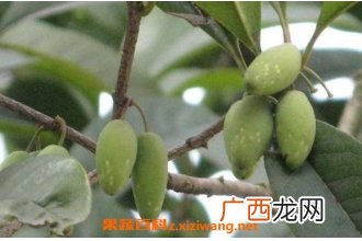 桂花果泡酒的功效与作用 桂花果泡酒步骤教程