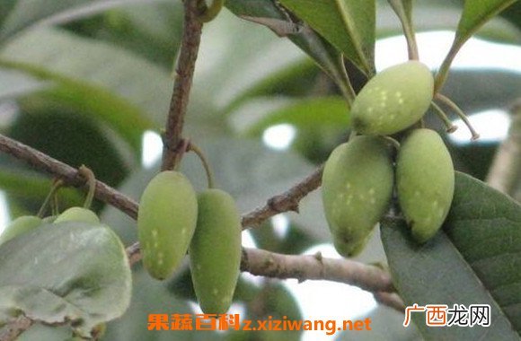桂花果泡酒的功效与作用 桂花果泡酒步骤教程
