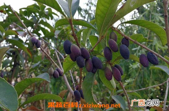 桂花果泡酒的功效与作用 桂花果泡酒步骤教程