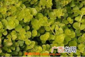 金叶过路黄怎么养 金叶过路黄的缺点