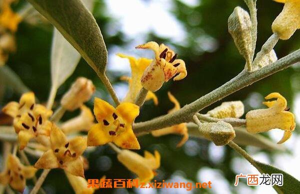 沙枣花的功效与作用 沙枣花的禁忌