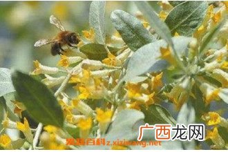 沙枣花的功效与作用 沙枣花的禁忌