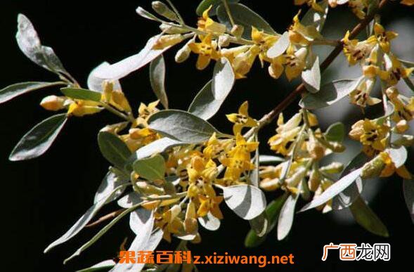 沙枣花泡水的功效与作用 沙枣花泡水的好处有哪些