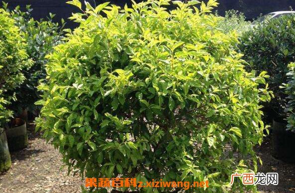 黄金叶怎么养 绿植黄金叶的养护管理