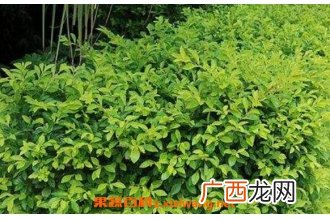 黄金叶怎么养 绿植黄金叶的养护管理