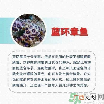 剧毒蓝环章鱼当宠物卖,被蓝环章鱼咬了怎么办?