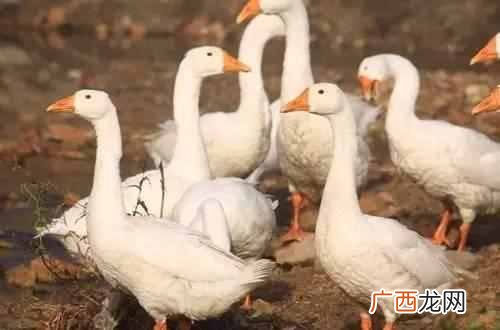 痛风病人饮食禁忌 痛风病人不能吃什么