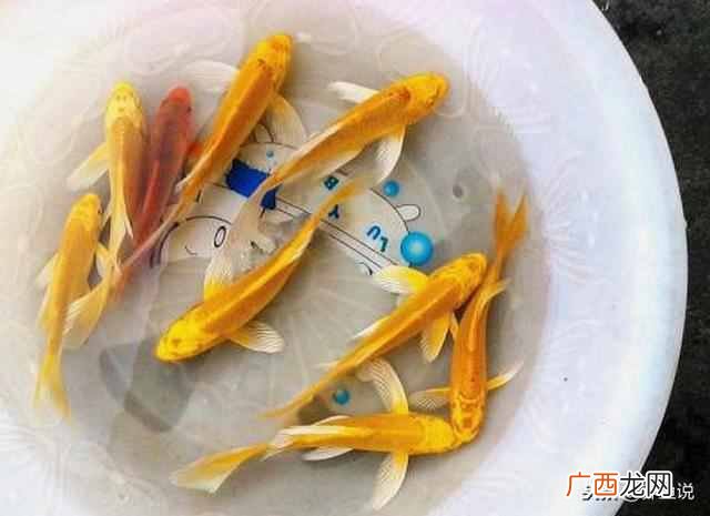 新手养鱼注意事项 什么鱼最好养最赚钱
