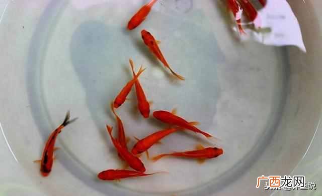 新手养鱼注意事项 什么鱼最好养最赚钱