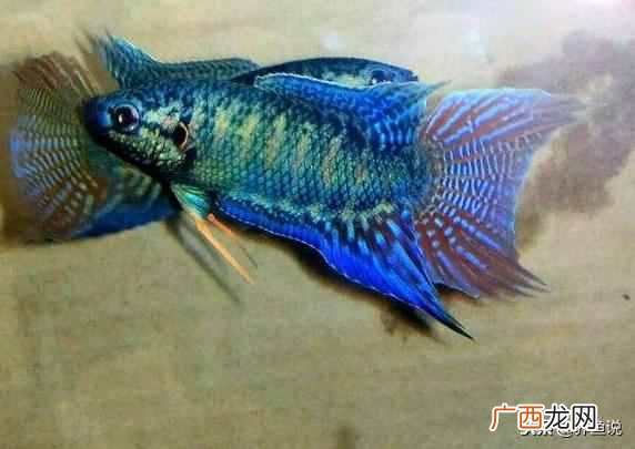 新手养鱼注意事项 什么鱼最好养最赚钱
