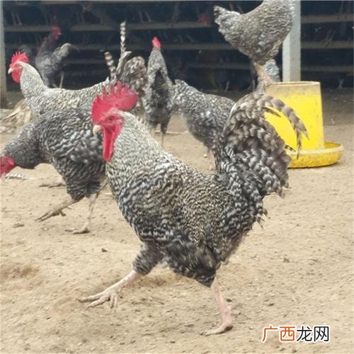 土鸡养殖利润分析 生态放养土鸡养殖技术