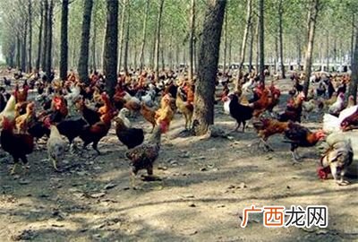 山东养殖场名单 山东特色养殖业