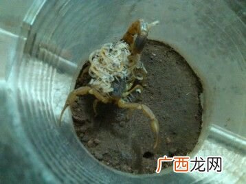 正规蝎子养殖公司 山东最大的蝎子养殖厂