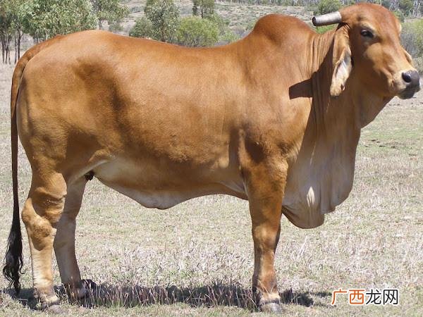 陕西养殖业什么最赚钱农村 陕西适合做什么养殖