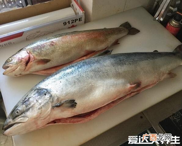 金鳟鱼养殖环境 陕西鳟鱼养殖